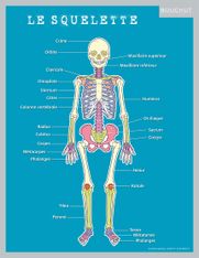 Fiche mémo souple Corps Humain - 20,5 x 26,5 cm - Bouchut
