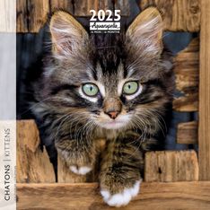 Calendrier mensuel 30x30 cm - 16 mois - Chatons
