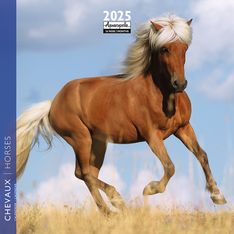 Calendrier mensuel 16x16 cm - 16 mois - Chevaux