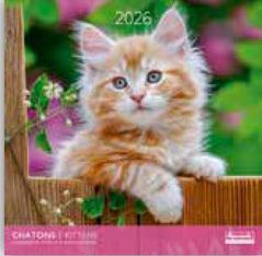 Calendriers 30x30cm 16 mois Aquarupella - Chatons