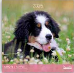 Calendriers 30x30cm 16 mois Aquarupella - Chiots