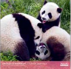 Calendriers 30x30cm 16 mois Aquarupella - Drôles d'animaux