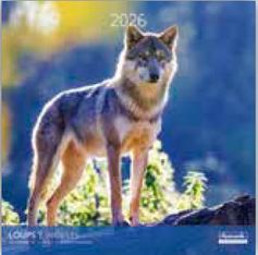 Calendriers 30x30cm 16 mois Aquarupella - Loups