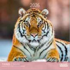 Calendriers 30x30cm 16 mois Aquarupella - Tigres 