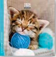 Calendrier 16x16cm 16 mois Aquarupella - Chatons