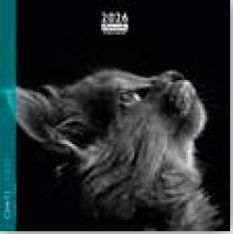 Calendrier 16x16cm 16 mois Aquarupella - Chats N&B