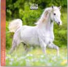 Calendrier 16x16cm 16 mois Aquarupella - Chevaux