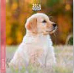 Calendrier 16x16cm 16 mois Aquarupella - Chiots