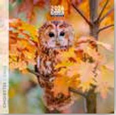 Calendrier 16x16cm 16 mois Aquarupella - Chouettes