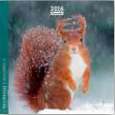 Calendrier 16x16cm 16 mois Aquarupella - Ecureuils