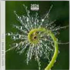 Calendrier 16x16cm 16 mois Aquarupella - Goutte de rosée