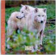 Calendrier 16x16cm 16 mois Aquarupella - Loups