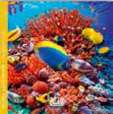 Calendrier 16x16cm 16 mois Aquarupella - Monde sous-marin