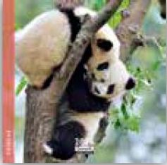 Calendrier 16x16cm 16 mois Aquarupella - Pandas
