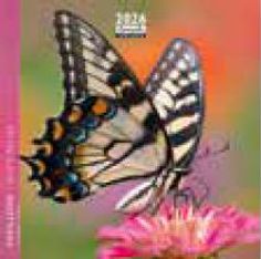 Calendrier 16x16cm 16 mois Aquarupella - Papillons