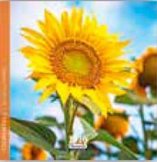 Calendrier 16x16cm 16 mois Aquarupella - Tournesol