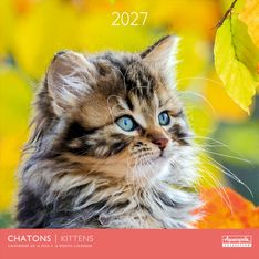 Calendrier mensuel 30X30cm CHATONS - 16 mois Aquarupella