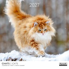 Calendrier mensuel 30X30cm CHATS - 16 mois Aquarupella