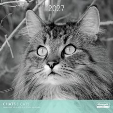 Calendrier mensuel 30X30cm CHATS N&B - 16 mois Aquarupella