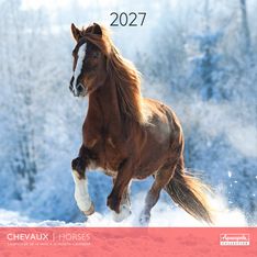Calendrier mensuel 30X30cm CHEVAUX - 16 mois Aquarupella