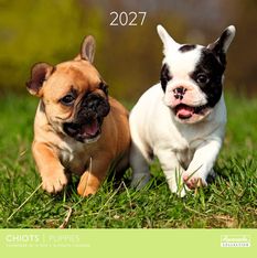Calendrier mensuel 30X30cm CHIOTS - 16 mois Aquarupella