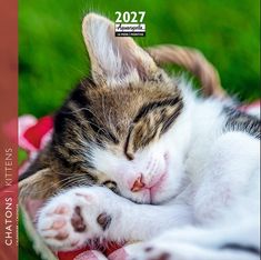 Calendrier mensuel 16X16cm CHATONS -  16 mois Aquarupella 