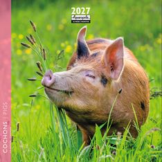 Calendrier mensuel 16X16cm COCHONS - 16 mois Aquarupella 