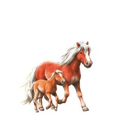 Questions Réponses Poneys et Chevaux - Éditions Nathan