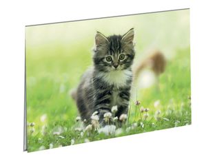 Oberthur Chaton - Sous-main double