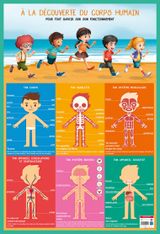 Poster pédagogique Corps Humain - 52 x 76 cm - Bouchut