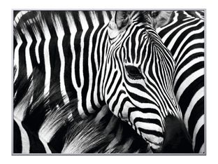 Cadre de décoration plexi/alu - 61 x 81 cm - Zèbre