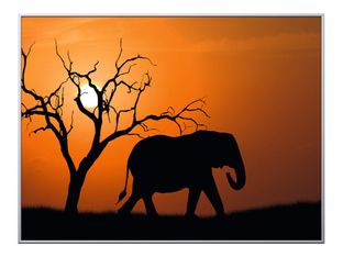 Cadre de décoration plexi/alu - 61 x 81 cm - Elephant