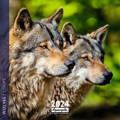 3494150148342-Calendrier mensuel 30 x 30 cm - Loups - 16 mois - Aquarupella-P_405150035_1-0