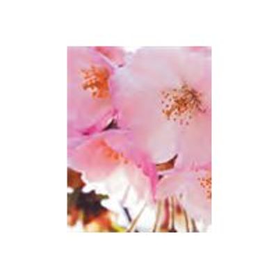 3532431510553-Graine Creative Cherry blossom - Craft fragrance - 27 ml-Close-up-0