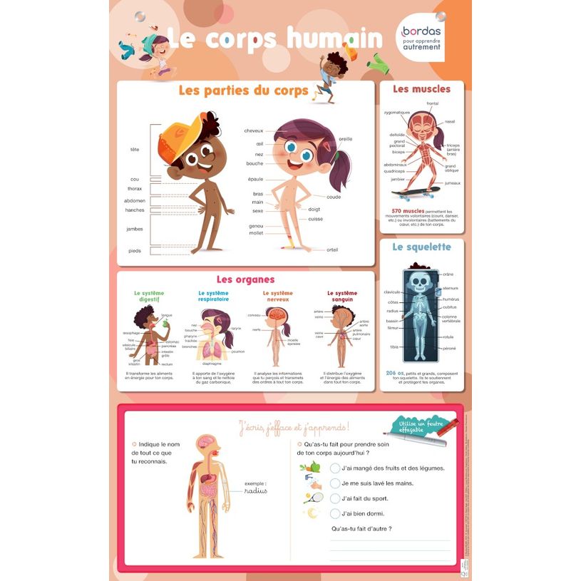 3133097359526-Poster effaçable : le corps humain-P_400010264_1-0