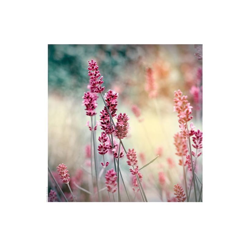 3592930027273-Calendrier illustré BOUCHUT 15 x 15 cm FLEURS Pefc 70 %-P_405121457_11-9