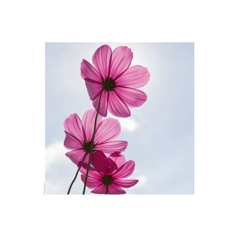 3592930027273-Calendrier illustré BOUCHUT 15 x 15 cm FLEURS Pefc 70 %-P_405121457_2-5