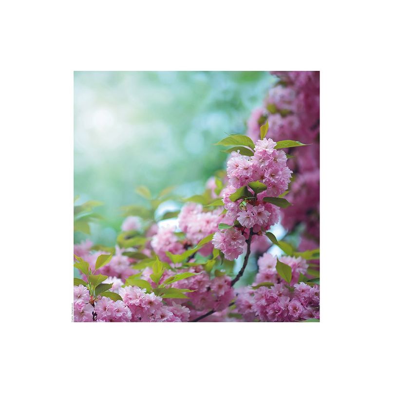 3592930027273-Calendrier illustré BOUCHUT 15 x 15 cm FLEURS Pefc 70 %-P_405121457_3-17