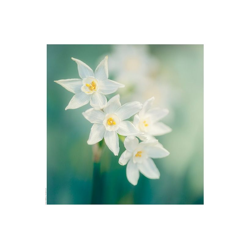 3592930027273-Calendrier illustré BOUCHUT 15 x 15 cm FLEURS Pefc 70 %-P_405121457_5-11