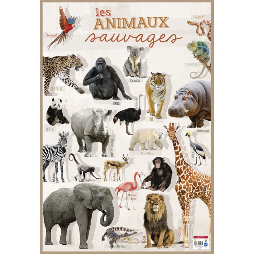 3592930015775-Poster pédagogique Animaux Sauvages - 52 x 76 cm - Bouchut--0