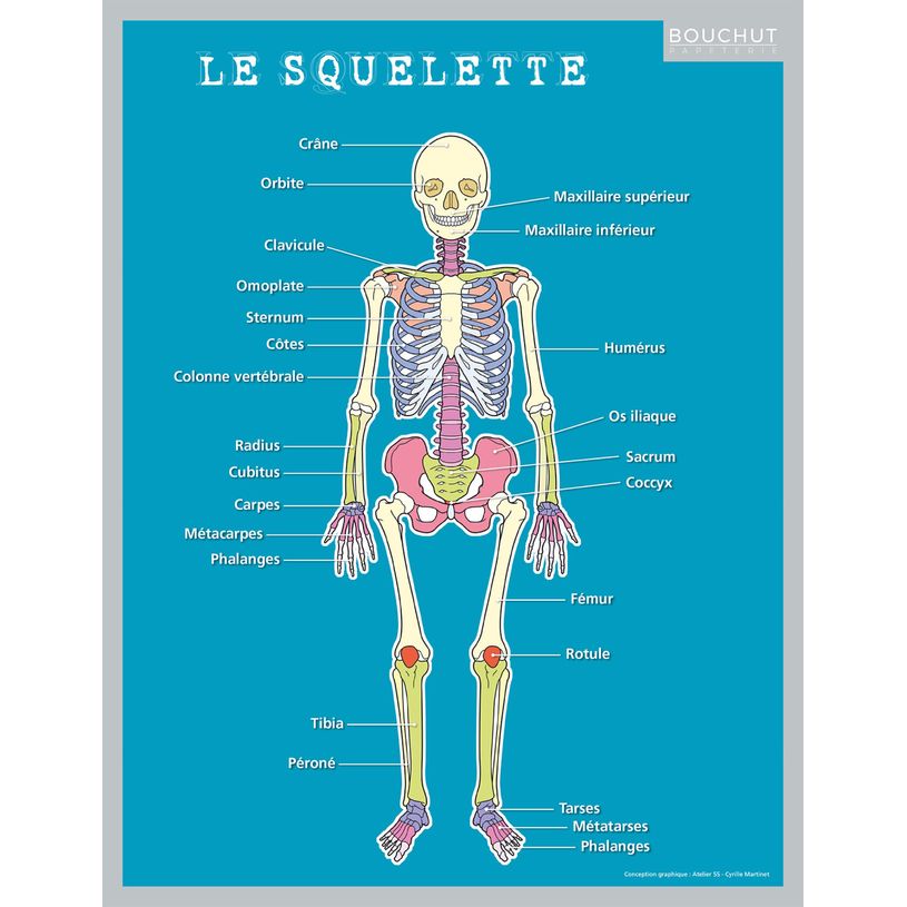 3592930011050-Fiche mémo souple Corps Humain - 20,5 x 26,5 cm - Bouchut--0