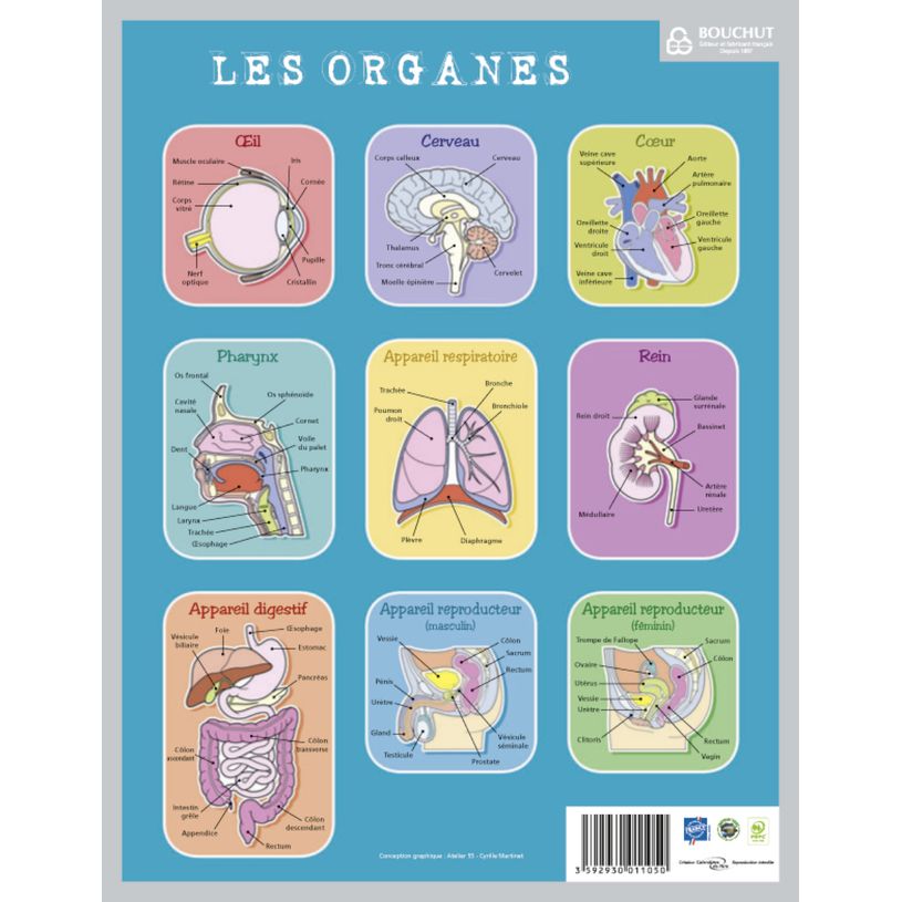 3592930011050-Fiche mémo souple Corps Humain - 20,5 x 26,5 cm - Bouchut--2
