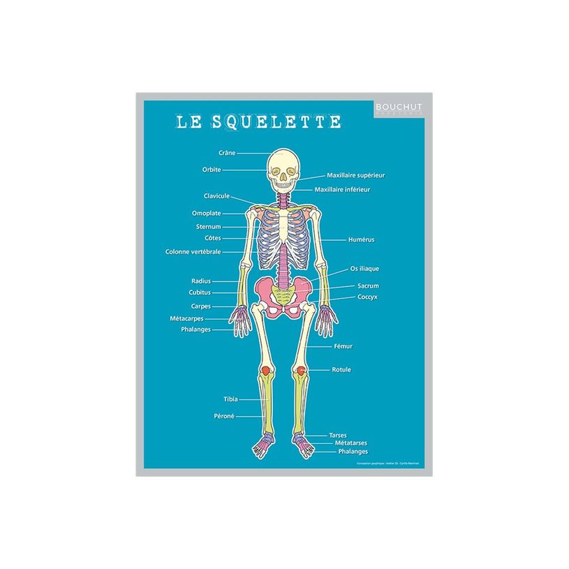 3592930011050-Bouchut - Fiche mémo Corps humain - double face - 265 x 205 mm-P_405129454_1-0