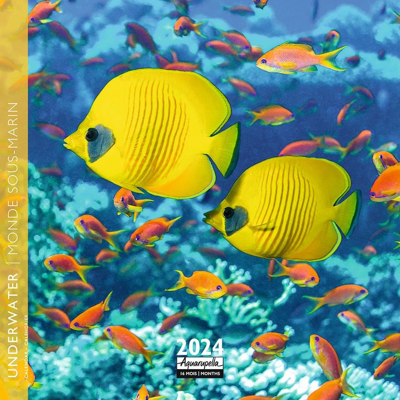 3494150148922-Calendrier mensuel 16 x 16 cm - monde sous-marin - 16 mois - Aquarupella-P_405150092_1-0