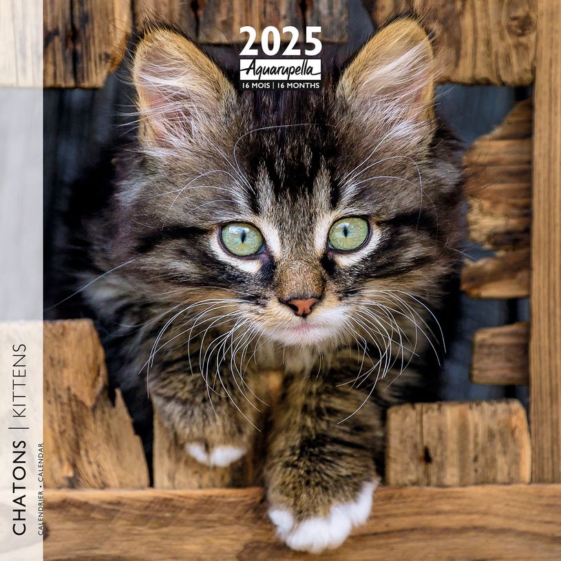 3494150160238-Calendrier mensuel 30x30 cm - 16 mois - Chatons-P_405186514_1-0