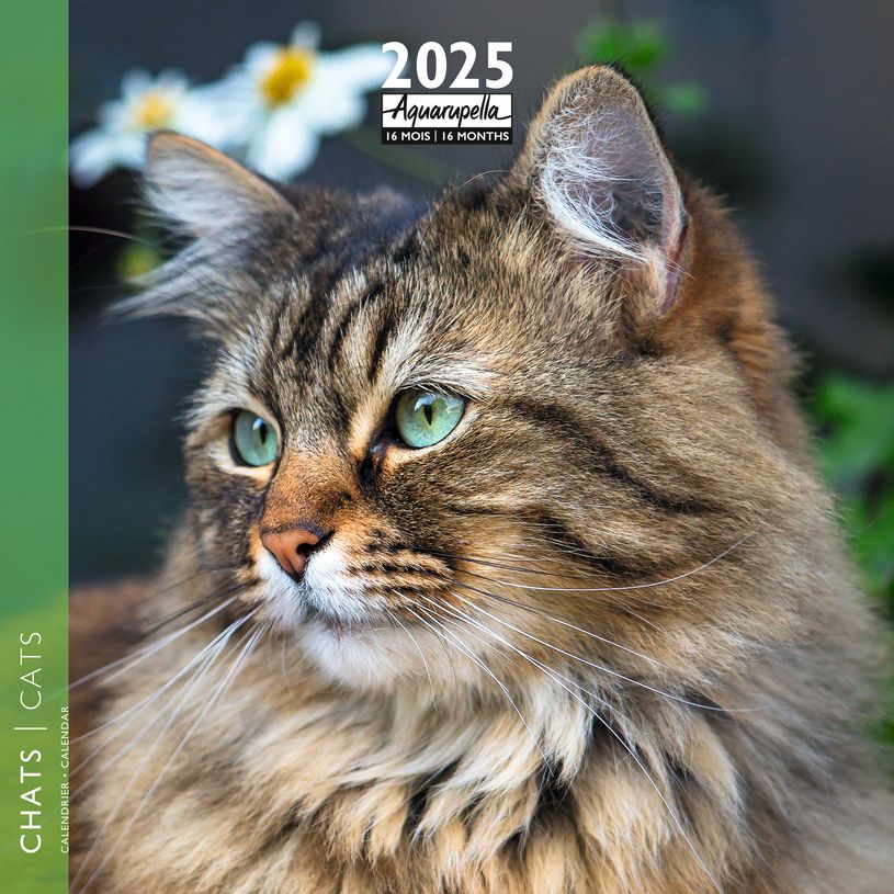 3494150160245-Calendrier mensuel 30x30 cm - 16 mois - Chats-P_405186515_1-0
