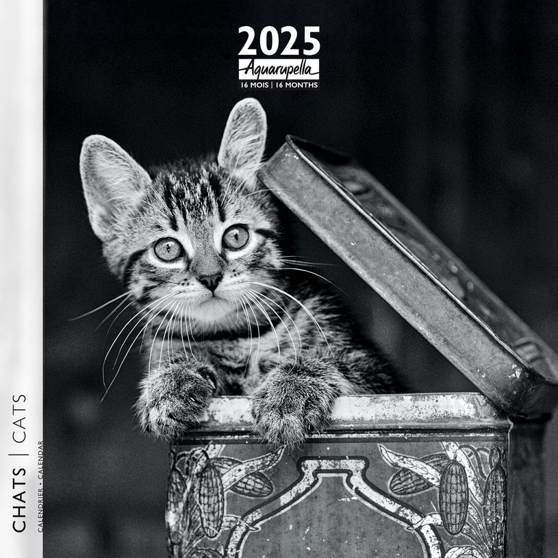 3494150160252-Calendrier mensuel 30x30 cm - 16 mois - Chats N&B-P_405186516_1-0