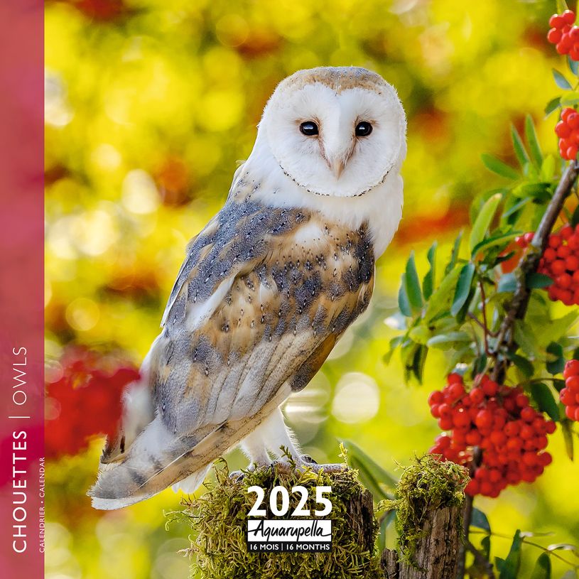 3494150160283-Calendrier mensuel 30x30 cm - 16 mois - Chouettes-P_405186519_1-0