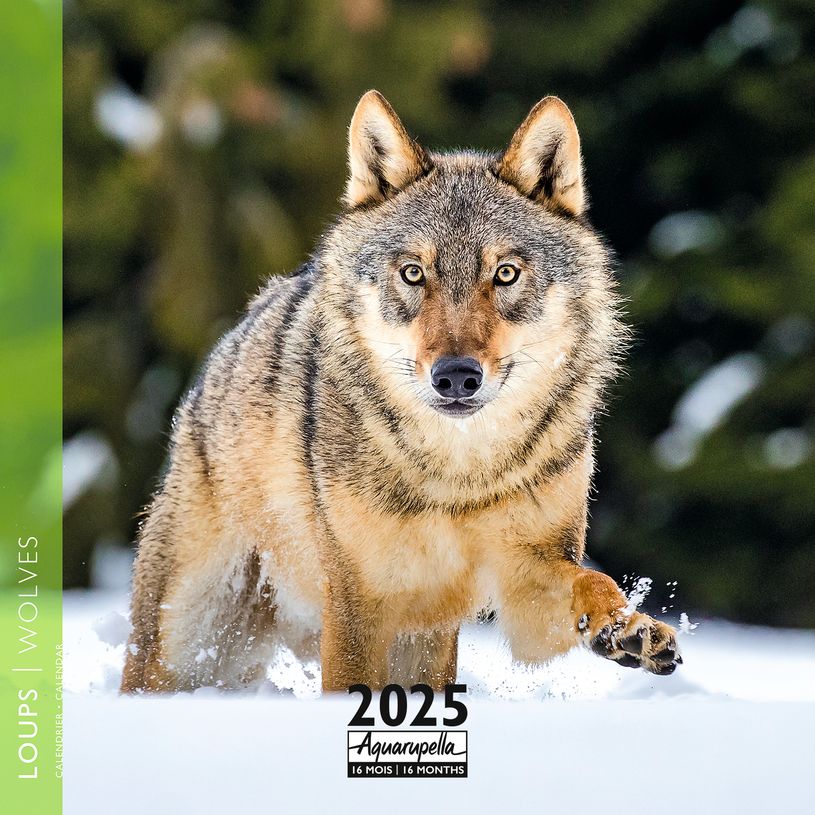 3494150160467-Calendrier mensuel 30x30 cm - 16 mois - Loups-P_405186533_1-0
