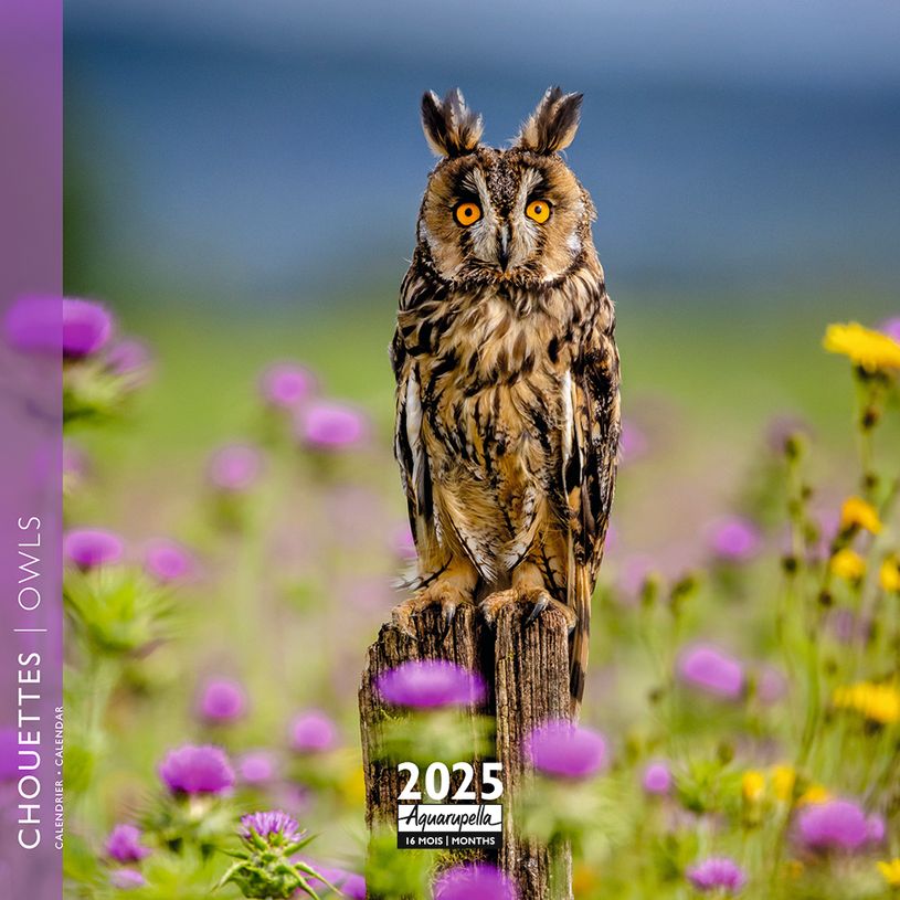 3494150160863-Calendrier mensuel 16x16 cm - 16 mois - Chouettes-P_405186571_1-0